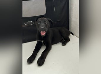 ⭐️BALU⭐️, Rüde, 3 Monate, 25 cm, Mischling, Tierschutz