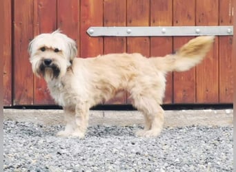 Joshi, Bearded Collie Mix, geb. 2023, freundlicher Rüde sucht aktives Zuhause