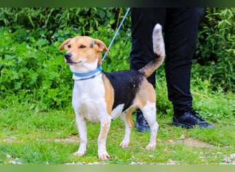 Yuna, Mix Beagle / Jack Russel Terrier, lieb und verträglich