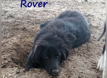 Rover 04/2024 (GRC) - ruhiger, geselliger und liebenswerter Junghund!