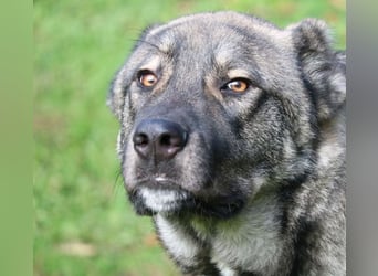 Margherito - freundlicher Hund sucht Einzelplatz