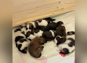 Neun kleine Tierschutzwelpen❤️in 22399 Hamburg suchen ihr Für-immer-Zuhause