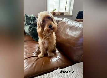 Cockerpoo / Cockapoo Welpen