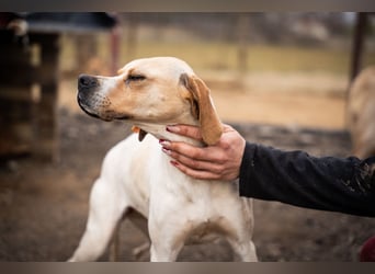 Zenya – sanfte Pointer-Hündin