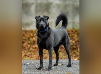 Freundlicher Familienrüde Persik❤️sucht ein liebevolles Zuhause