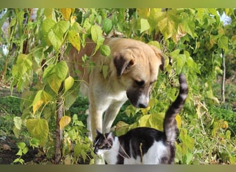 Schoßhund im XL-Format – Lukas will ankommen