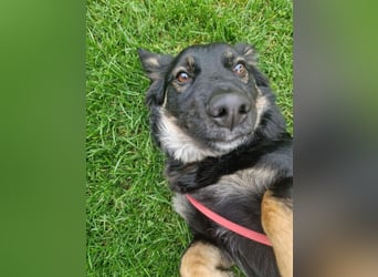 JACK - der neugierige kleine Dackelmix-Mann liebt Kinder und Artgenossen +  sucht ein liebes Zuhause