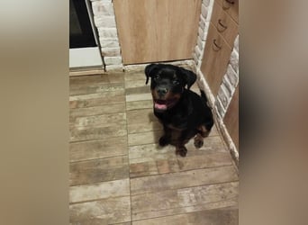 Axel, sucht eine aktive Familie….