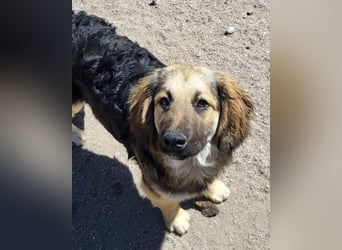 Julio ❤️ sozialer Jungrüde sucht dich!