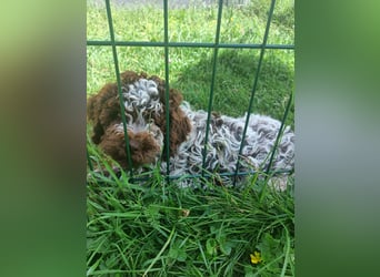 Welpen Lagotto Romagnolo