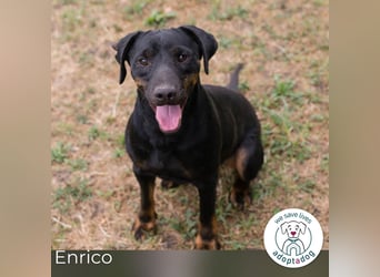 Enrico: Sehnt sich nach einem Zuhause