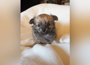 eine Hand voll Glück - Chihuahua Welpen RESERVIERT
