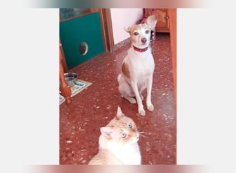Bella (CO) sucht seine aktive Familie mit viel Humor