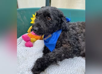 ULLI - Kleiner Puli-Mix Rüde sucht seine Familie