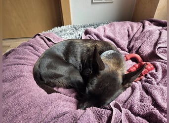 AINOA ❤️ Sonnenschein Familienhündin, Pflegefamilie Kevelaer