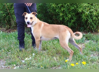 Goma, Labrador-Mix, lieb und sozial