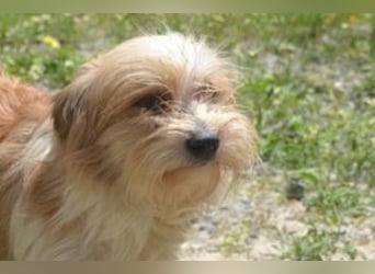Baby, eine von zwölf zurückgelassenen Hunden sucht ein neues Zuhause