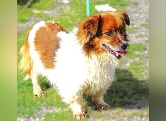 Peki, Mischling