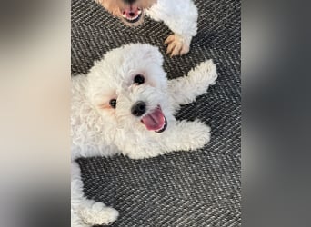 Ttabong - Bichon Frise zum verlieben <3 kleiner Charmeur