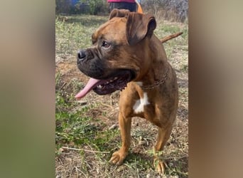 Boxermädel Ersi sucht ein aktives Zuhause.