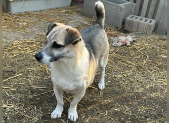 Izisz, geb. 05.01.2023, 42 cm, sucht ihre Familie