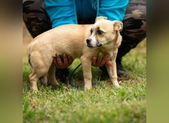 Luan