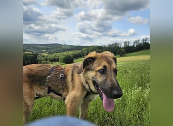 Leander,geb.02/25,lieber Hütehundmix sucht seine Familie,bereits auf PS in 57271 Hilchenbach