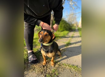 Amigo, geboren 08.04.2023, 35cm sucht sein Zuhause