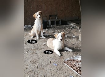 Tilly, freundlich und sanft