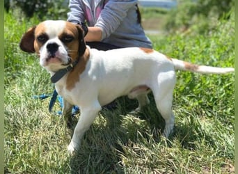 Ruben, Puggle Mischling