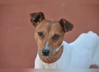 Schenken Sie Freddy ein Leben in Liebe und Geborgenheit?