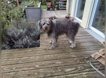 Welpen Hütehund Schäferhund Berger des Pyrenees