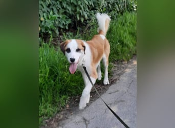 ⭐️MADGE⭐️, Hündin, 9 Monate, 55 cm, Mischling, Tierschutz