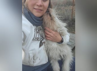 CHU'SI gerettet aus Horror Tötung Slatina, Ostern '22