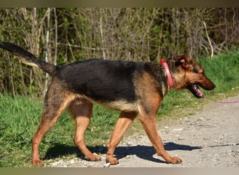 Bobko ist ein entspannter, lieber Hund