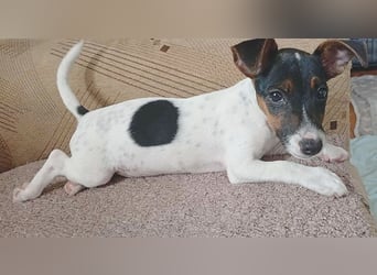 bezaubernde kleine NINA - 5-6 Monate, 18cm - Jack Russell