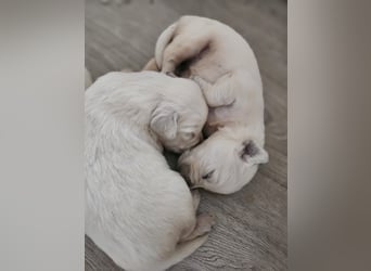Golden Retriever Welpen aus verantwortungsvoller Zucht