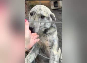 Molly - anfangs schüchterne, liebe und verschmuste Hündin/ zur Zeit noch in Rumänien