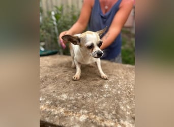 Luna, kleine Chihuahua Hündin geb. 2023