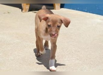 Galão, ein zarter Hundejunge, der Schutz und Geborgenheit sucht