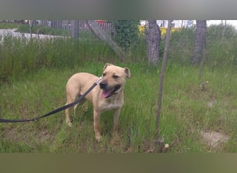 Ledi LM - Kuschelbedürftige Hundedame mit großem Herzen