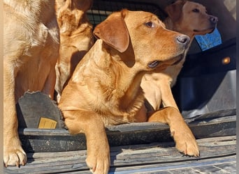 Labrador Welpen foxred, aus der Arbeitslinie