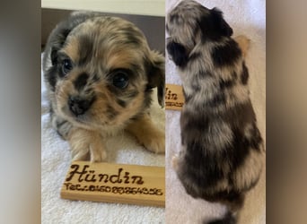 Chihuahua Welpen ab 22.08 abzugeben