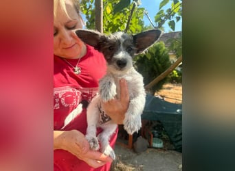 Lobo, geboren 30.03.2025, 23cm sucht seine Menschen