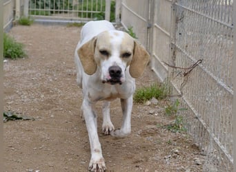 Remo – Pointer Mischling auf der Suche nach seinem Glück