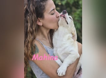 Mahina 01/2025 (ESP) - anhängliches und freundliches, süßes kleines Mädchen!