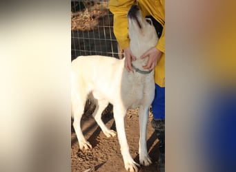 Luuk, geb. ca. 12/2018, lebt in GRIECHENLAND, im städt. Tierheim Serres