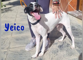 Yeico 09/2022 (ESP) - aufgeschlossener und sozialer Ratonero Bodeguero Andaluz Mix!