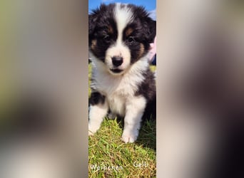 Australian Shepherd Welpen tricolor – Abgabe ab dem 28.05.2025