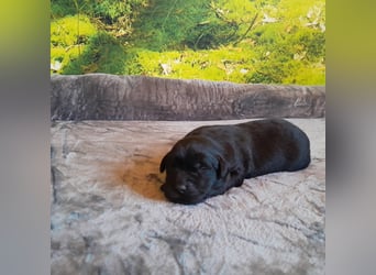 Reinrassige Labradorwelpen